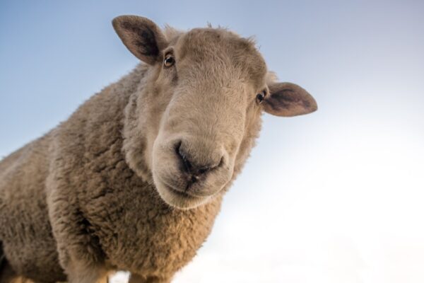 sheep-1822137_1280-600x400  